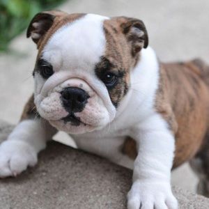 Meet your Posher, Britney